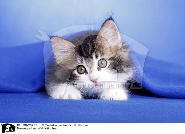 Norwegisches Waldktzchen / Norwegian Forest Kitten / RR-26233