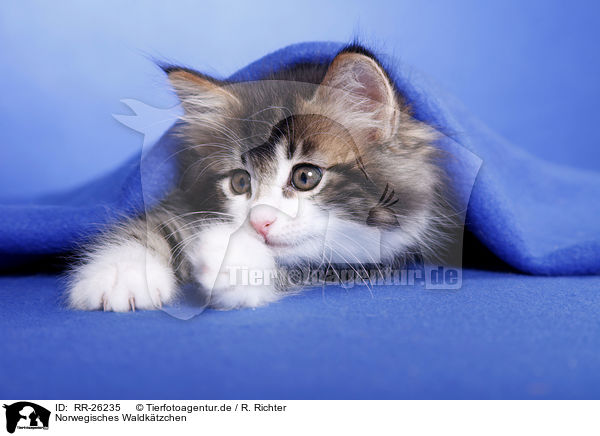 Norwegisches Waldktzchen / Norwegian Forest Kitten / RR-26235