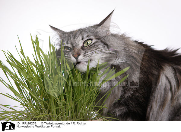 Norwegische Waldkatze Portrait / norwegian forest cat portrait / RR-26259