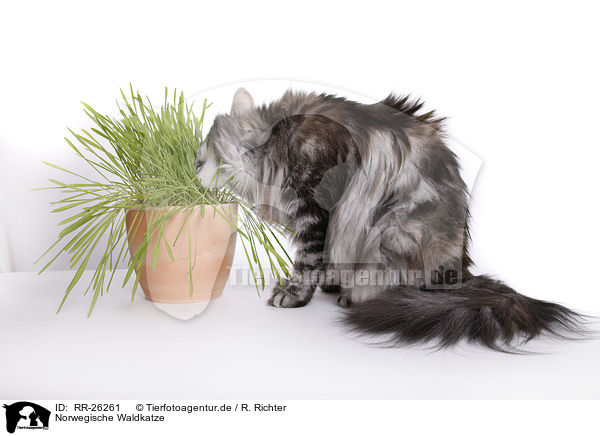 Norwegische Waldkatze / Norwegian Forest Cat / RR-26261