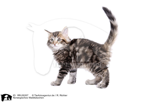 Norwegisches Waldktzchen / Norwegian Forest Kitten / RR-26267