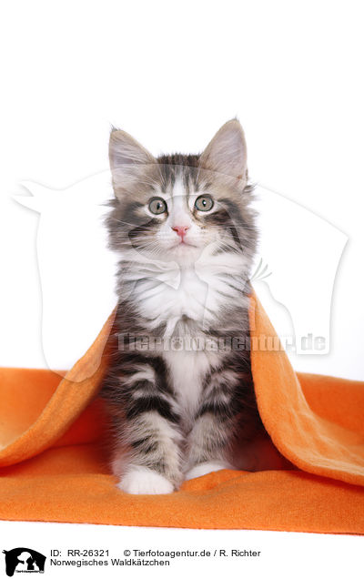 Norwegisches Waldktzchen / Norwegian Forest Kitten / RR-26321