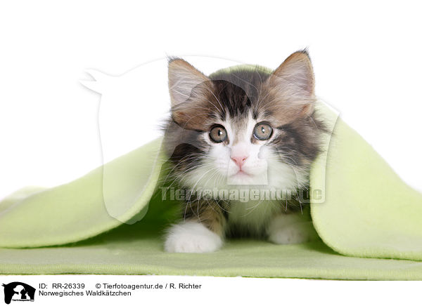 Norwegisches Waldktzchen / Norwegian Forest Kitten / RR-26339