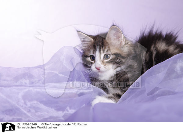 Norwegisches Waldktzchen / Norwegian Forest Kitten / RR-26349