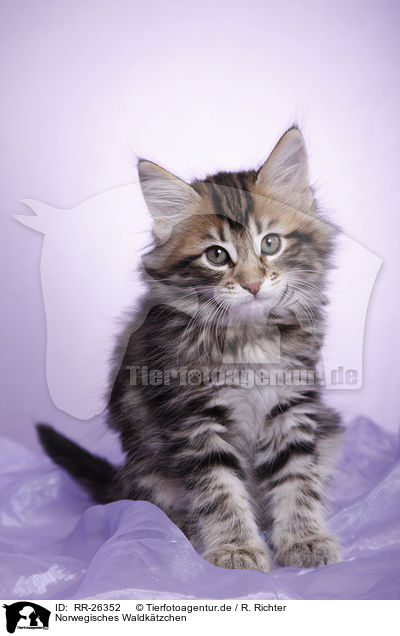 Norwegisches Waldktzchen / Norwegian Forest Kitten / RR-26352