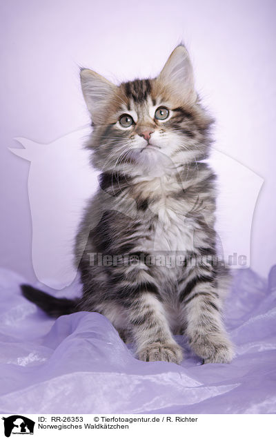 Norwegisches Waldktzchen / Norwegian Forest Kitten / RR-26353