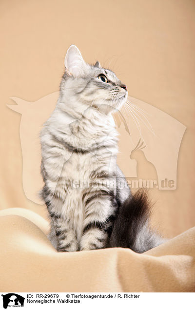 Norwegische Waldkatze / Norwegian Forest Cat / RR-29679