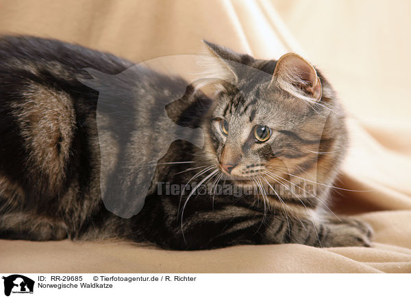 Norwegische Waldkatze / Norwegian Forest Cat / RR-29685