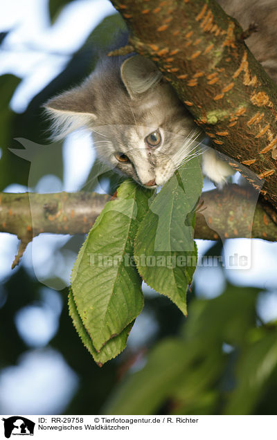 Norwegisches Waldktzchen / Norwegian Forest Kitten / RR-29758