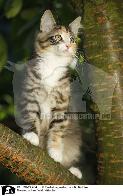 Norwegisches Waldktzchen / Norwegian Forest Kitten / RR-29764