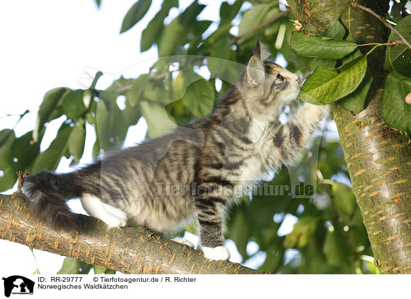 Norwegisches Waldktzchen / Norwegian Forest Kitten / RR-29777