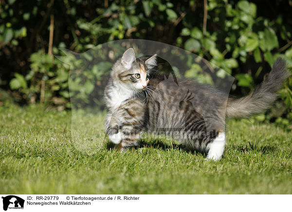 Norwegisches Waldktzchen / Norwegian Forest Kitten / RR-29779