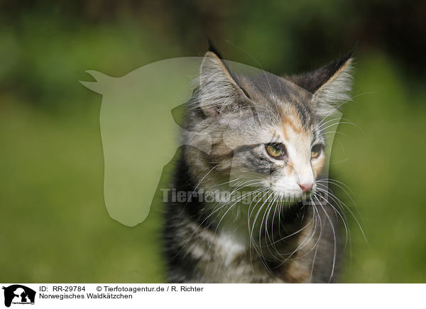 Norwegisches Waldktzchen / Norwegian Forest Kitten / RR-29784