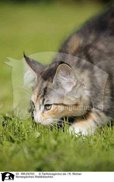 Norwegisches Waldktzchen / Norwegian Forest Kitten / RR-29793