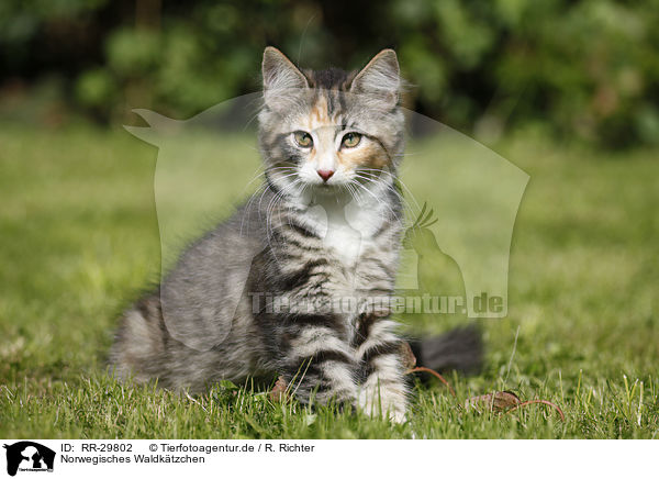 Norwegisches Waldktzchen / Norwegian Forest Kitten / RR-29802