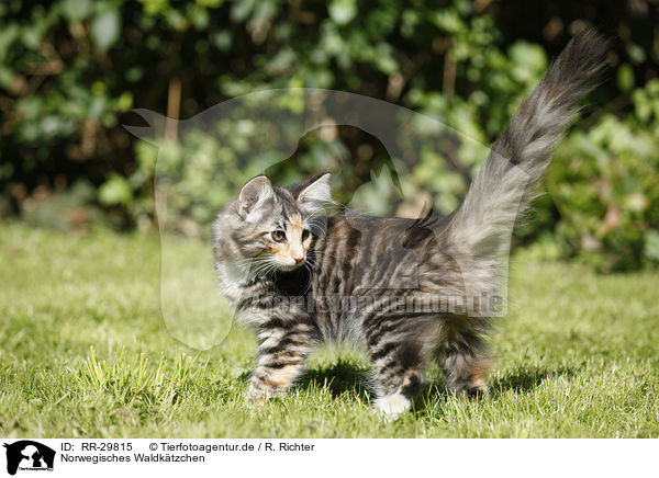 Norwegisches Waldktzchen / Norwegian Forest Kitten / RR-29815