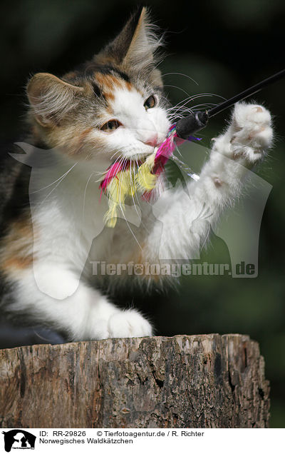 Norwegisches Waldktzchen / Norwegian Forest Kitten / RR-29826