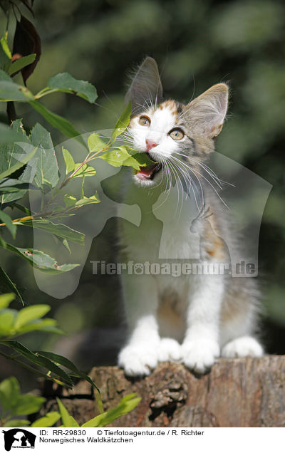 Norwegisches Waldktzchen / Norwegian Forest Kitten / RR-29830