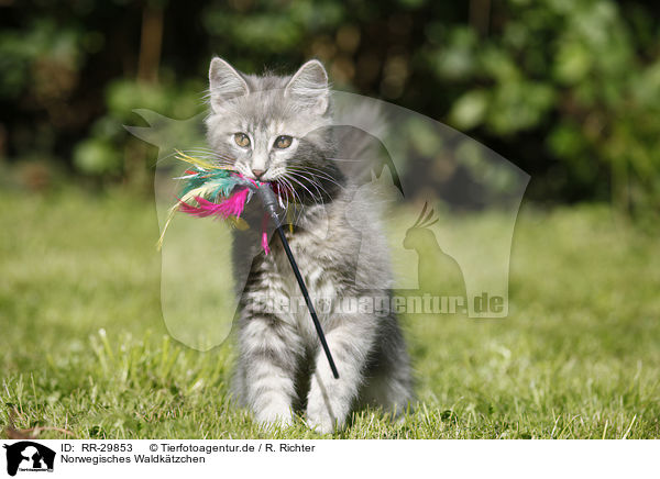 Norwegisches Waldktzchen / Norwegian Forest Kitten / RR-29853