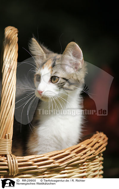 Norwegisches Waldktzchen / Norwegian Forest Kitten / RR-29900