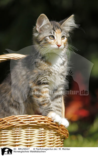 Norwegisches Waldktzchen / Norwegian Forest Kitten / RR-29927