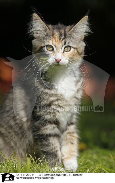 Norwegisches Waldktzchen / Norwegian Forest Kitten / RR-29941