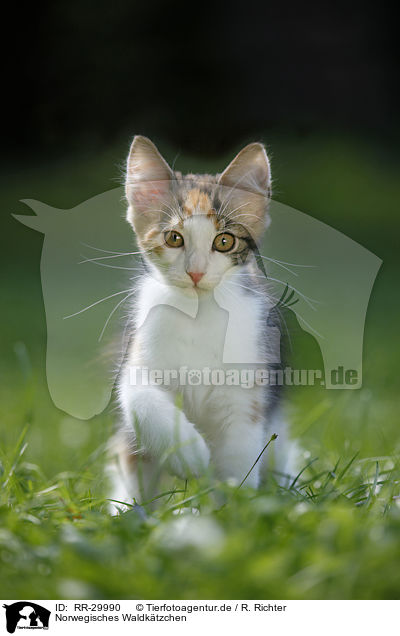 Norwegisches Waldktzchen / Norwegian Forest Kitten / RR-29990