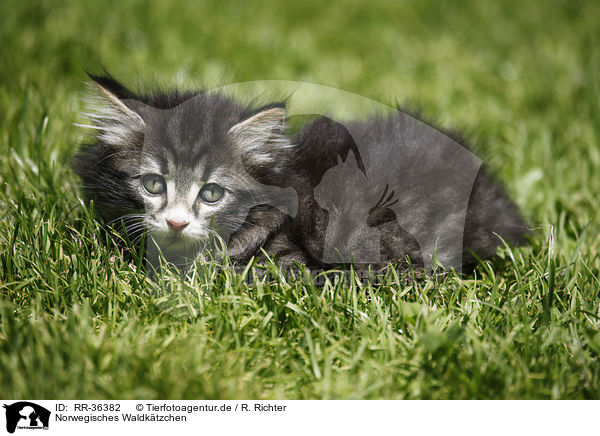 Norwegisches Waldktzchen / Norwegian Forest Cat / RR-36382