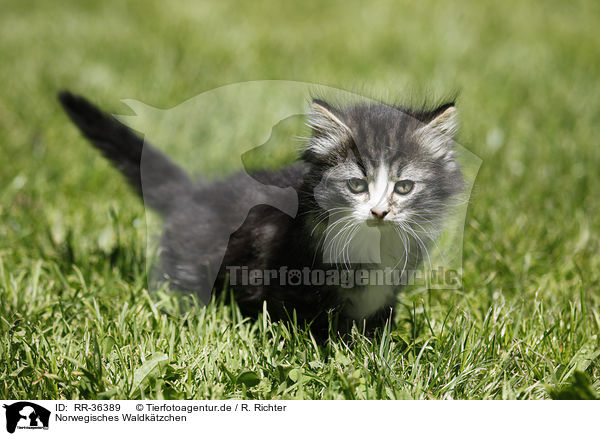 Norwegisches Waldktzchen / Norwegian Forest Cat / RR-36389