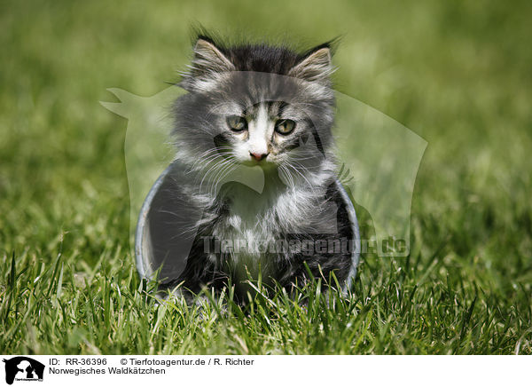 Norwegisches Waldktzchen / Norwegian Forest Cat / RR-36396