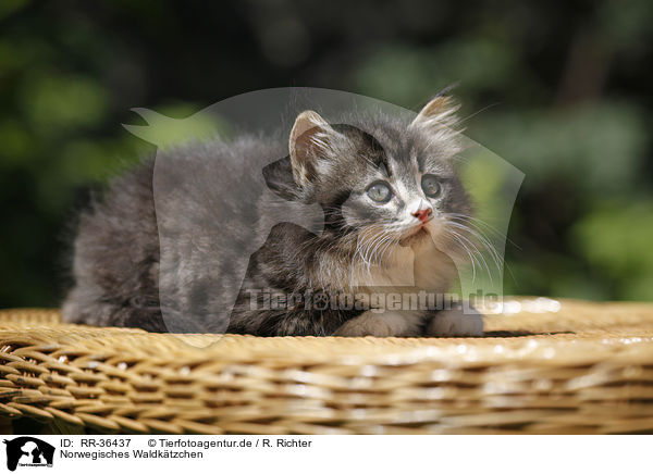 Norwegisches Waldktzchen / Norwegian Forest Cat / RR-36437