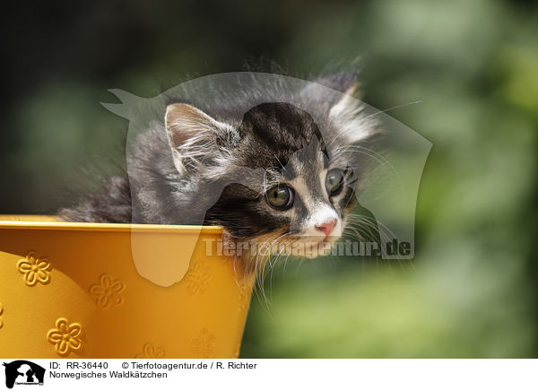 Norwegisches Waldktzchen / Norwegian Forest Cat / RR-36440