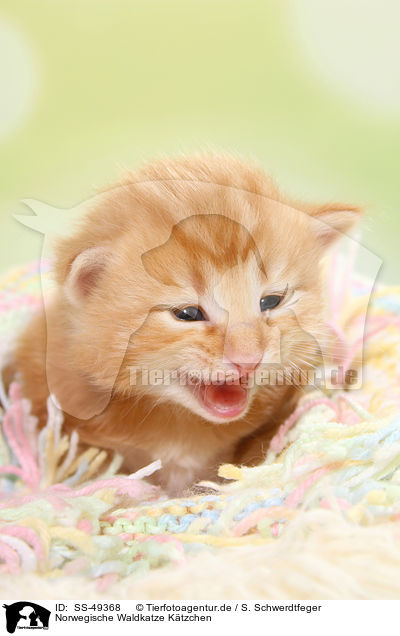 Norwegische Waldkatze Ktzchen / Norwegian Forest Cat Kitten / SS-49368