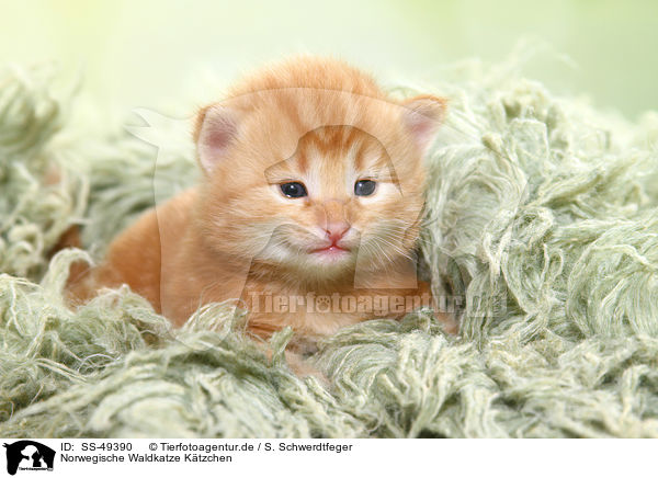 Norwegische Waldkatze Ktzchen / Norwegian Forest Cat Kitten / SS-49390