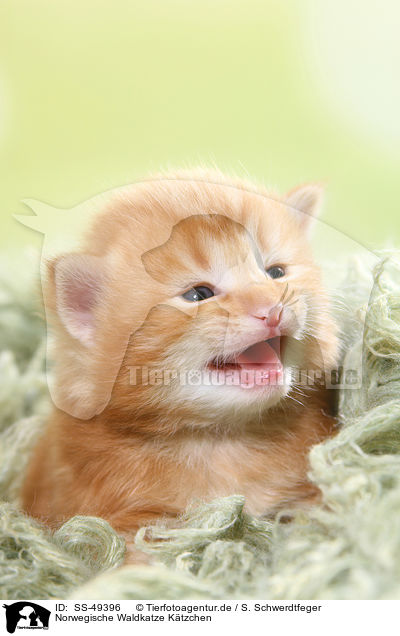 Norwegische Waldkatze Ktzchen / Norwegian Forest Cat Kitten / SS-49396