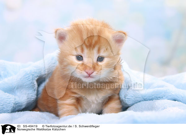 Norwegische Waldkatze Ktzchen / Norwegian Forest Cat Kitten / SS-49419