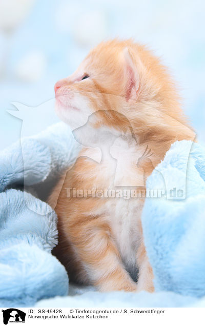 Norwegische Waldkatze Ktzchen / Norwegian Forest Cat Kitten / SS-49428