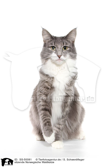 sitzende Norwegische Waldkatze / sitting Norwegian Forest Cat / SS-50081