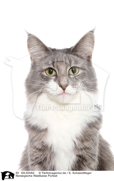 Norwegische Waldkatze Portrait / Norwegian Forest Cat Portrait / SS-50082