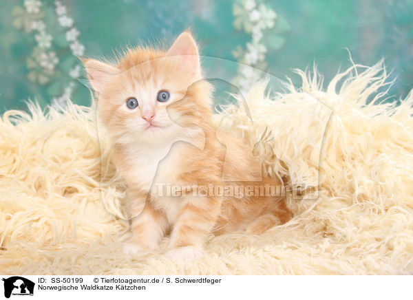 Norwegische Waldkatze Ktzchen / Norwegian Forest Cat Kitten / SS-50199