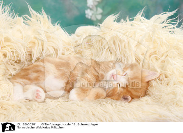 Norwegische Waldkatze Ktzchen / Norwegian Forest Cat Kitten / SS-50201