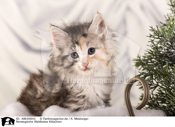 Norwegische Waldkatze Ktzchen / Norwegian Forest Cat Kitten / AM-05643