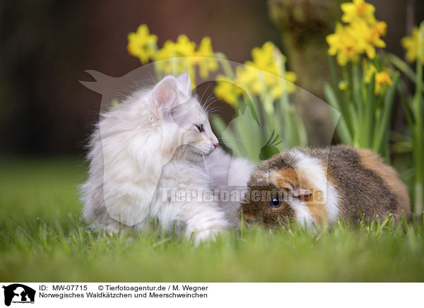 Norwegisches Waldktzchen und Meerschweinchen / Norwegian forest kitten and guinea pig / MW-07715