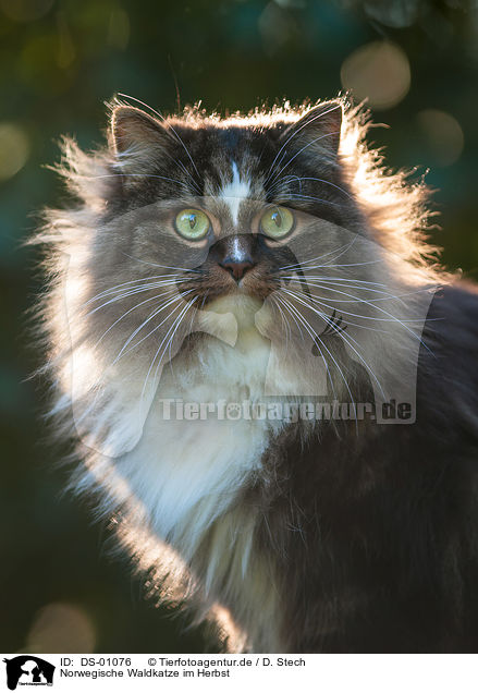 Norwegische Waldkatze im Herbst / Norwegian forest cat in autumn / DS-01076