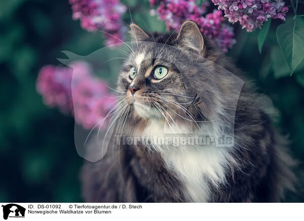 Norwegische Waldkatze vor Blumen / Norwegian forest cat in front of flowers / DS-01092