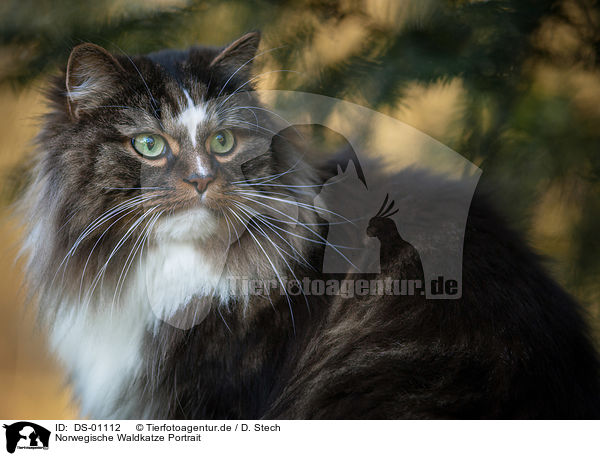 Norwegische Waldkatze Portrait / Norwegian Forest Cat Portrait / DS-01112