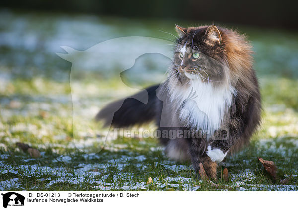 laufende Norwegische Waldkatze / walking Norwegian Forest Cat / DS-01213