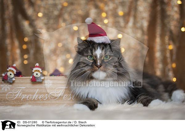 Norwegische Waldkatze mit weihnachtlicher Dekoration / Norwegian Forest Cat with christmas decoration / DS-01280