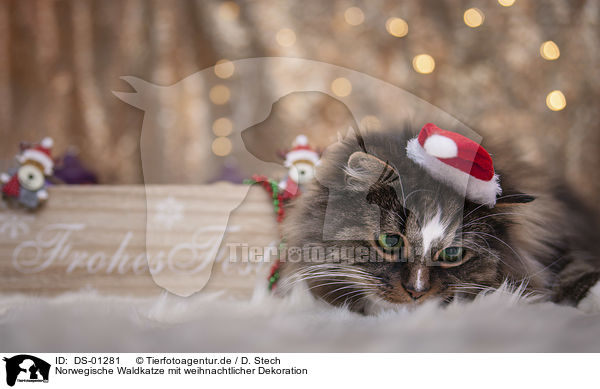 Norwegische Waldkatze mit weihnachtlicher Dekoration / Norwegian Forest Cat with christmas decoration / DS-01281