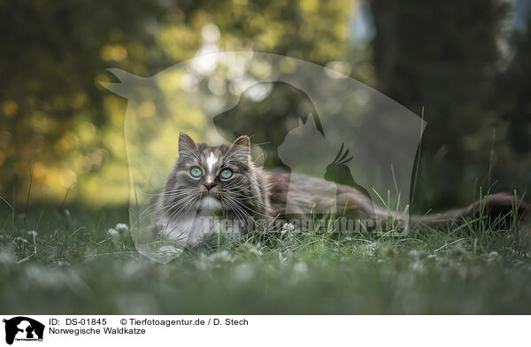 Norwegische Waldkatze / Norwegian Forest Cat / DS-01845
